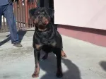 Slika 5
